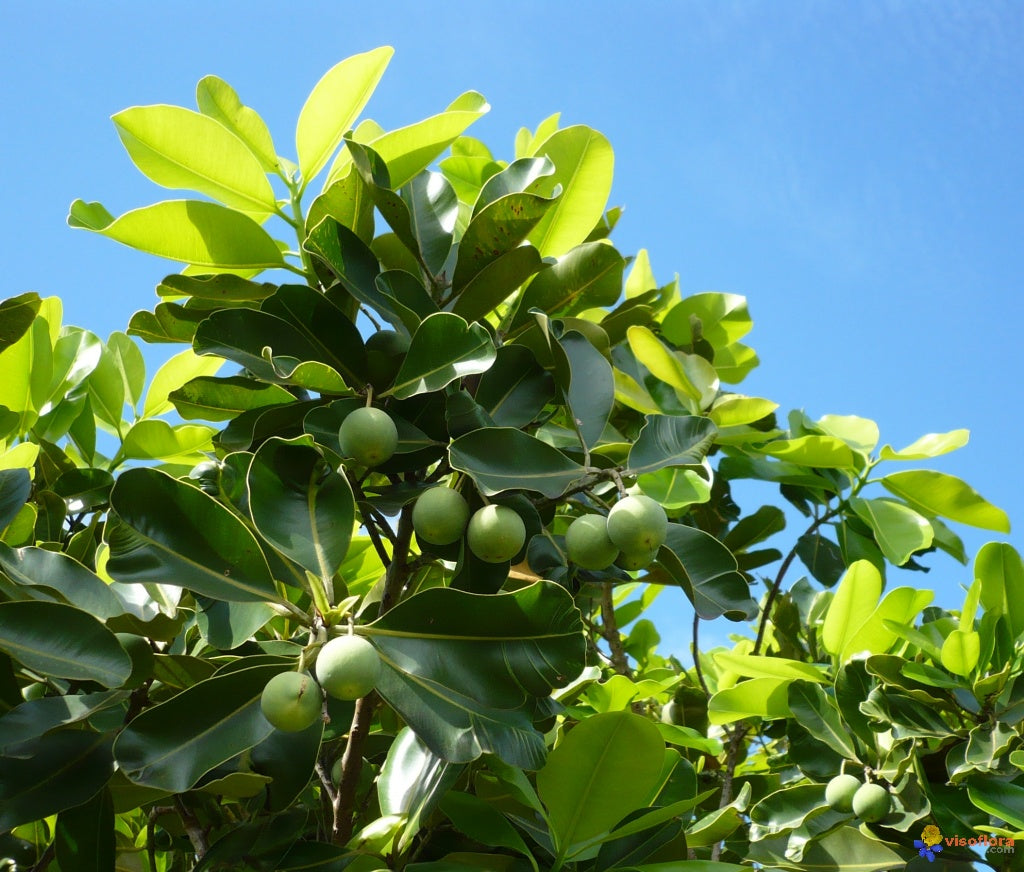 tamanu oil benefits