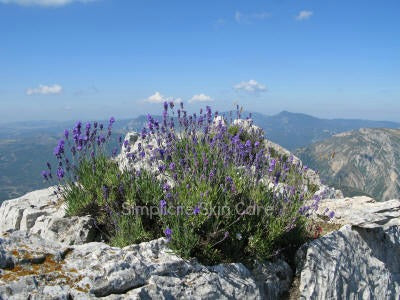 The best natural skin care uses lavender grown at high altitude