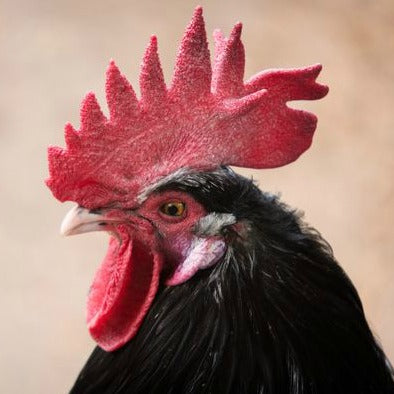 Hyaluronic Acid is is made from boiled up roosters' combs or other animal tissue