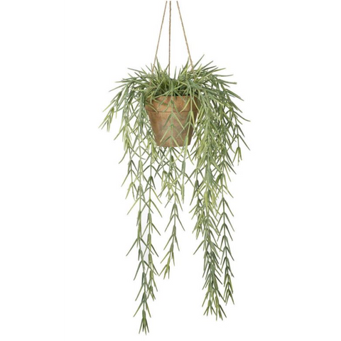 Potted Hanging Willow Plant