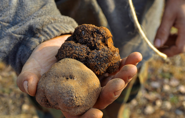 Alpi Tartufone, 100% raw alpine cow's, goat's and sheep's milk with black truffles