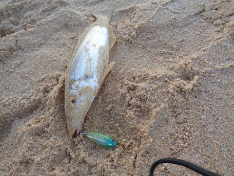 sand whiting on stick bait