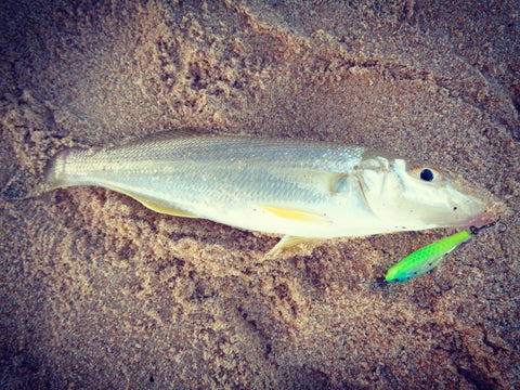 whiting on lures fishing