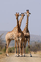 Kruger National Park, South Africa, Giraffes