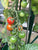 Tomatoes in greenhouse. Variety Red Cherry