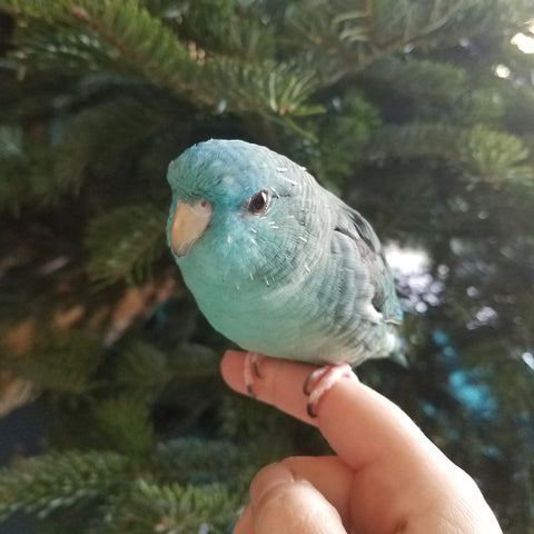 Nym the turquoise lineolated parakeet