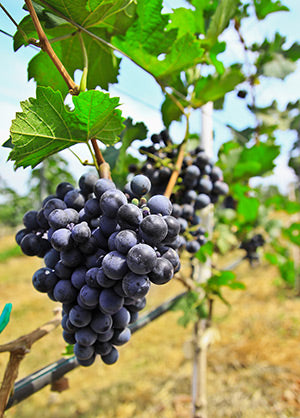 vineyard supplies - grapes