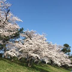 Kamo river - west side