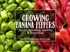 how to grow banana peppers