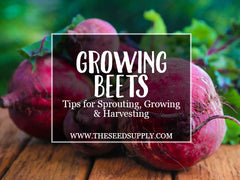 how to grow beets