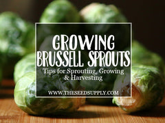 how to grow brussell sprouts