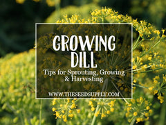 how to grow dill