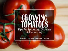 how to grow tomatoes