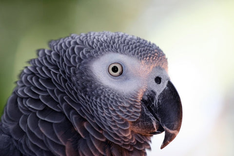 African Grey