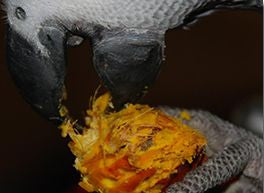 African Grey and Palm Fruit