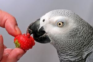 Fruits contain bird vitamins for feathers