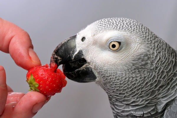 How to train your parrot to take supplements