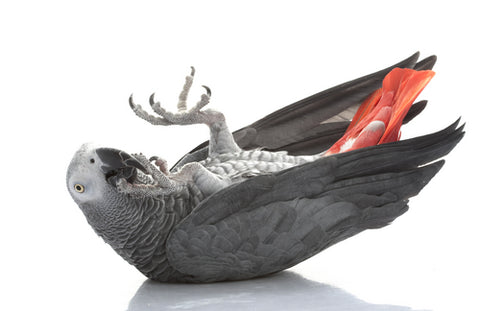 African Grey Parrot intelligence