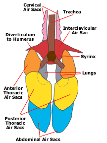 bird respiratory system