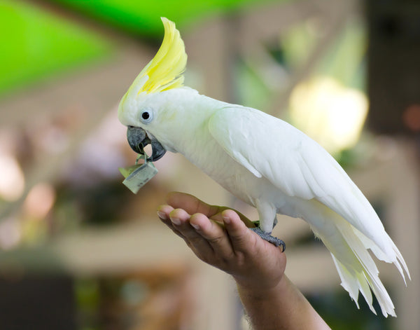 Costs of owning a parrot