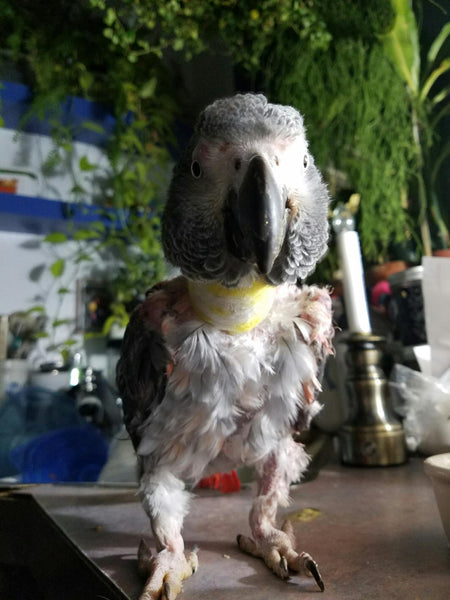 African Grey in a Tube Collar