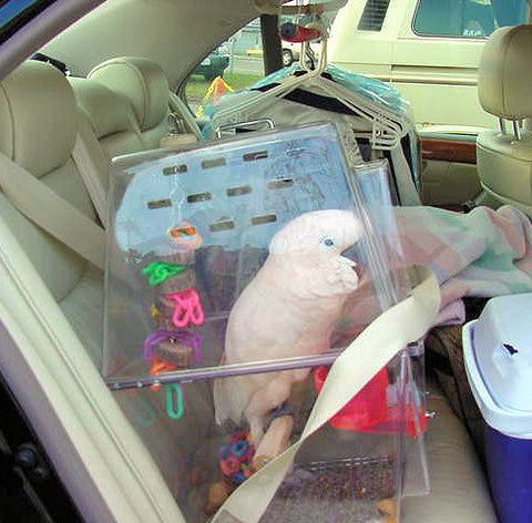car travel with parrots