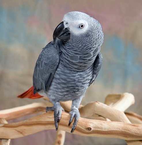 Manzanita Perch