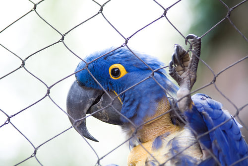 Feather picking parrots