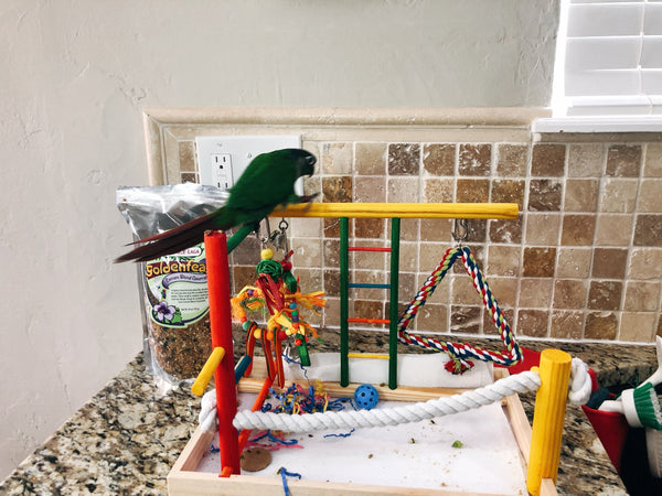 Clicker training for birds to stay on a play stand