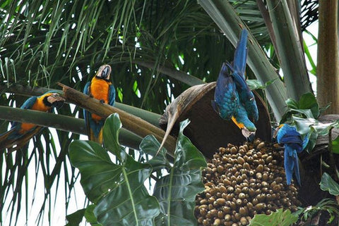 Macaw Food