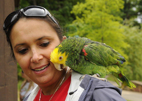 Hormones and Parrot Feather Plucking 