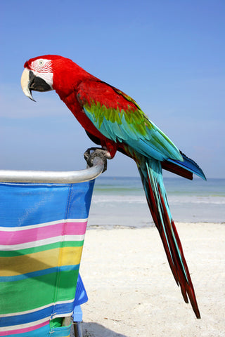 Macaw at Beach