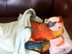 Sleeping Macaw