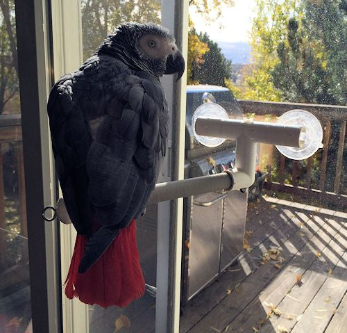 Smokey on a multipurpose perch