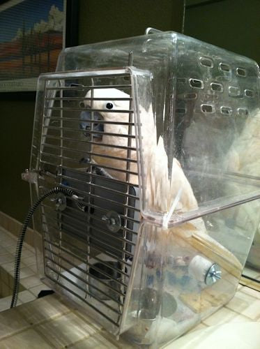 Parrot Hospital Cage