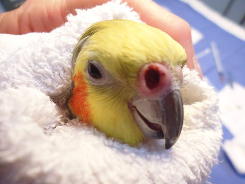 Toweling a parrot