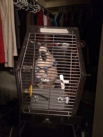 Peachy in his Sleep Cage