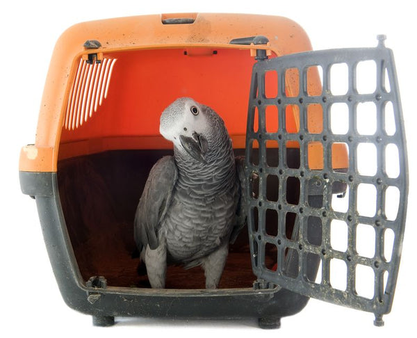 parrot travel 