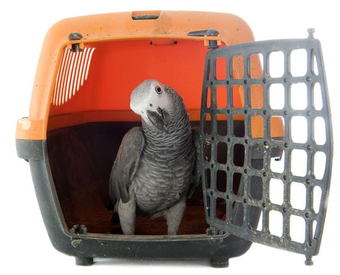 parrot carrier
