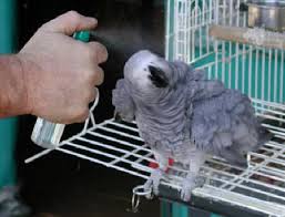 bird getting sprayed