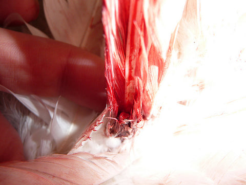 treating a Broken Blood Feather