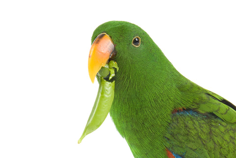 Parrots need fresh vegetables