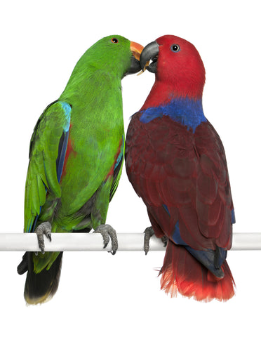 Pair of Eclectus Parrots