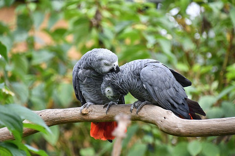 hormonal behaviour in parrots 