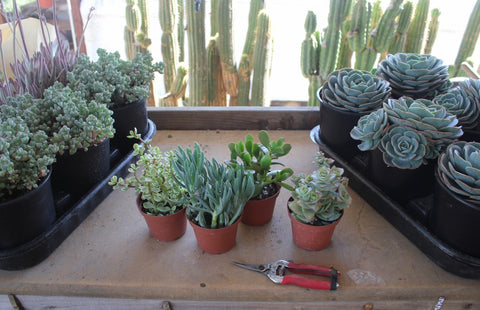 succulent cuttings