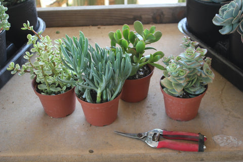 succulent cuttings