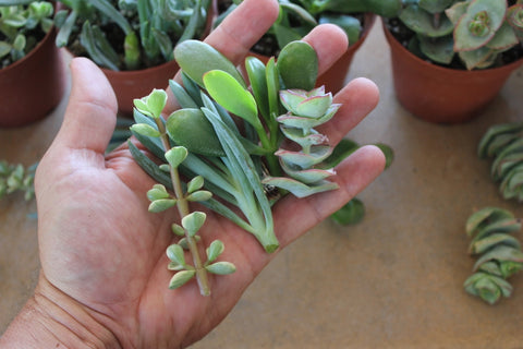 succulent cuttings