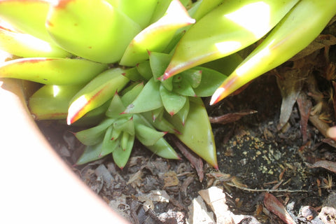 echeveria lipstick