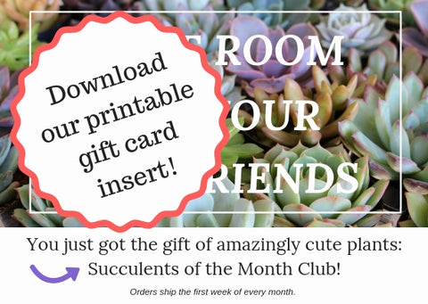 succulent club gift box