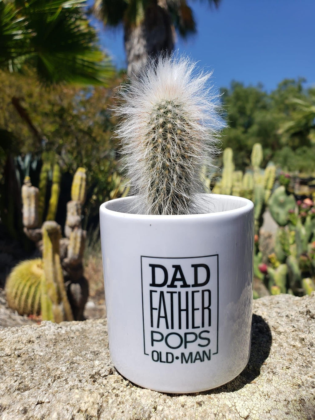 Sanctie communicatie Respect Father's Day OLD MAN Cactus Pot - Wedding Succulent Favors for Sale Bulk  Succulents